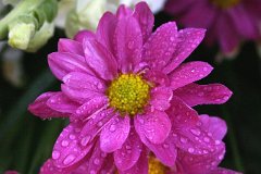 photo 0107